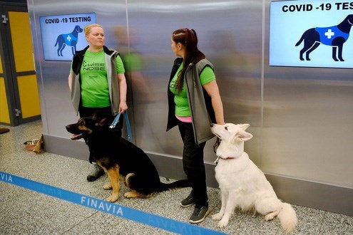 Chó nghiệp vụ có thể phát hiện tới 90% ca mắc COVID-19