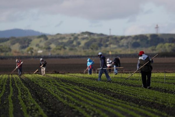 Nông sản được giá - "cơ hội vàng" đối với nền kinh tế Canada