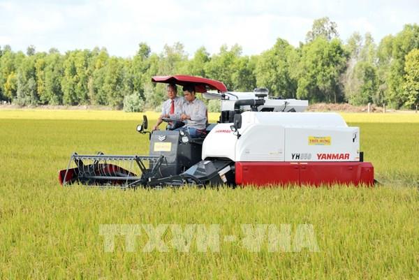 Giá gạo 5% tấm của Việt Nam tăng nhẹ lên mức 483-487 USD/tấn