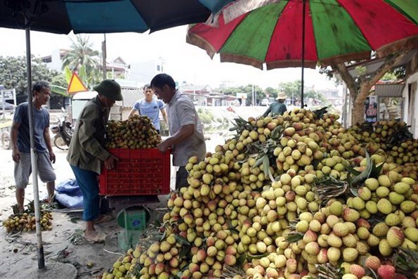 Vải Phù Cừ gặp bất lợi từ thời tiết và dịch COVID-19