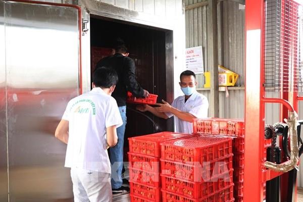 Hải Dương chính thức vận hành buồng hun trùng vải xuất khẩu sang Nhật Bản