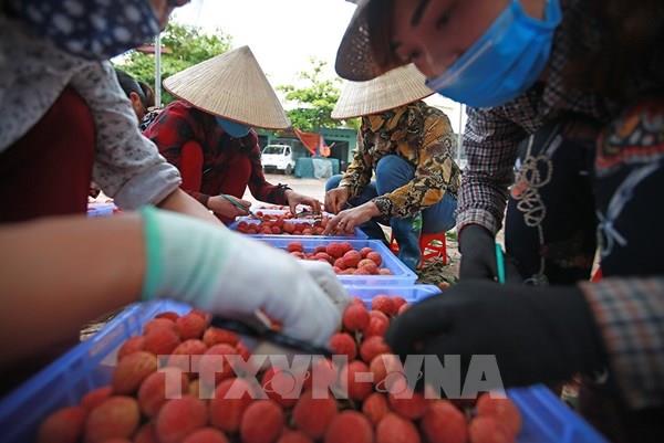 Vải thiều Việt Nam chinh phục Nhật Bản: Vui nhưng không chủ quan