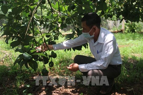 Đã chuyển đổi cây trồng trên 77.000 ha đất lúa ở Nam Bộ