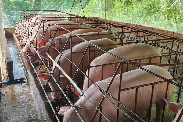 Giá lợn hơi hôm nay 20/9 giảm nhẹ