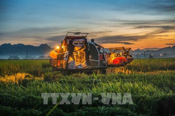 Nông dân hối hả xuống đồng thu hoạch lúa vụ Xuân 2021