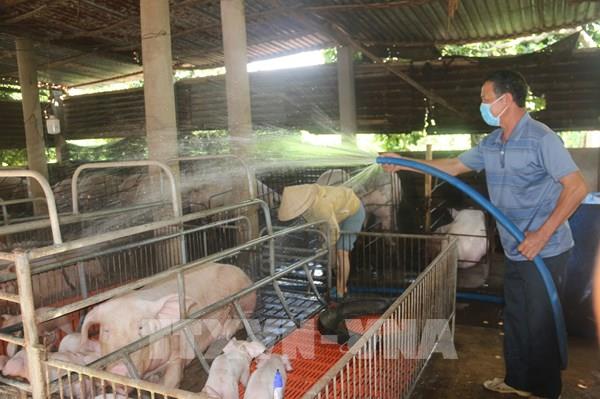 Phát triển chăn nuôi theo vùng gắn với chế biến và thị trường