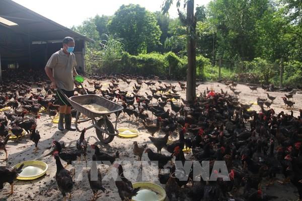 Đảm bảo đủ sản lượng nông sản cho nhu cầu tiêu dùng trong dài hạn