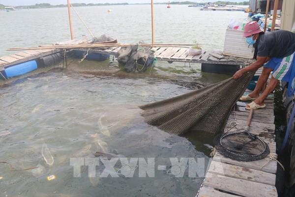 Cá lồng bè trên sông Chà Và khó tiêu thụ