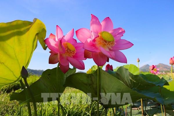 Hoa Sen tưng bừng khoe sắc, tỏa ngát hương thơm