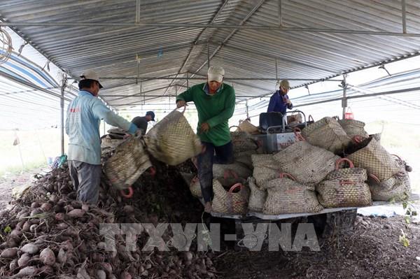 Trung Quốc đồng ý xem xét mở cửa cho sản phẩm khoai lang Việt Nam