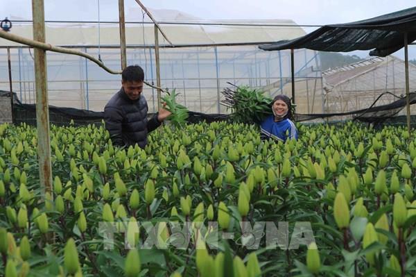 Thị trường hoa Đà Lạt: Hoa "cười", người "héo"