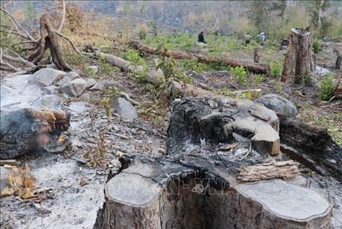 Phá rừng trái phép tại Mang Yang, Gia Lai