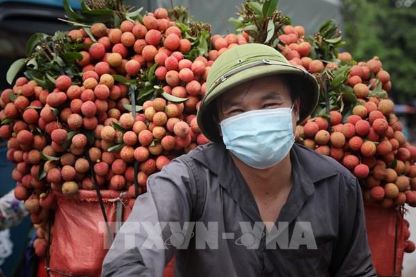 Bắc Giang tiêu thụ hết hơn 50.000 tấn vải chín sớm