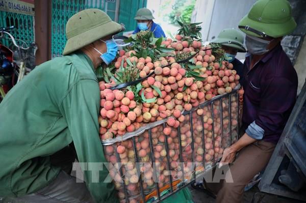 Để đưa nhanh nông sản tới người tiêu dùng trong mùa dịch