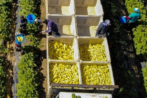 Nông sản tuần qua: Giá gạo Việt Nam giảm nhẹ, gạo Thái Lan còn được chào bán thấp hơn