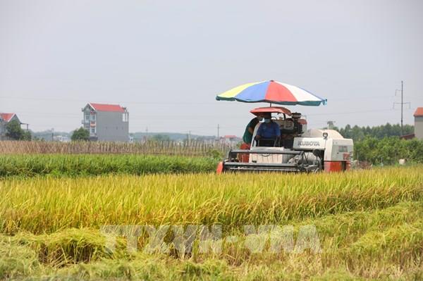 Thị trường nông sản tuần qua: Giá lúa ổn định, cà phê quay đầu giảm