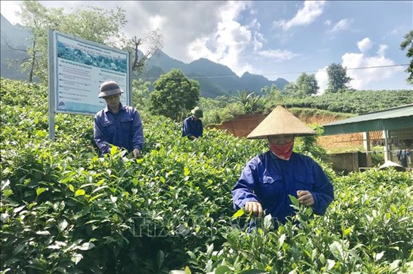 Lào Cai: Biến đồi dốc thành vùng cây ăn quả "hái ra tiền"