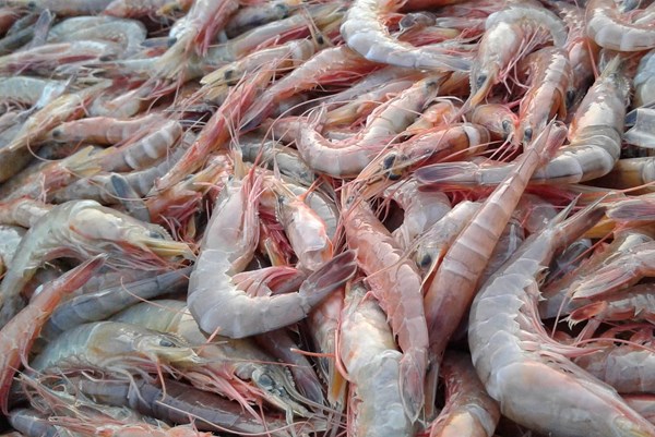 Indonesia muốn trở thành nước sản xuất tôm dẫn đầu thế giới