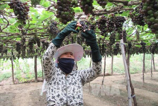 Ninh Thuận phát triển nhiều giống nho rượu chất lượng cao