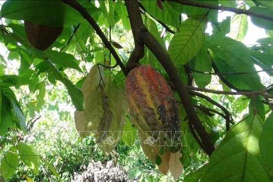 Dự kiến thiếu hụt nguồn cung ca cao toàn cầu