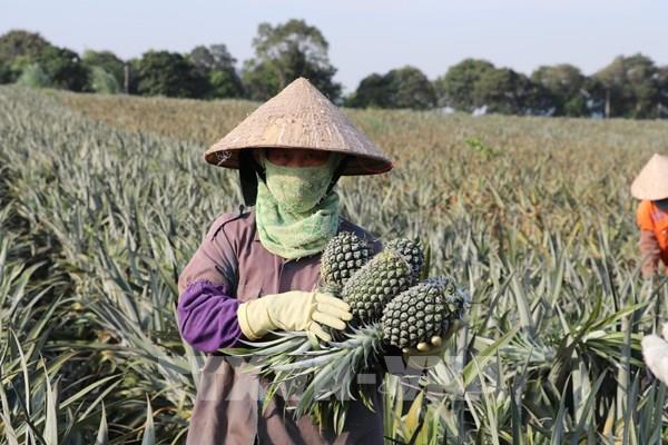 Mùa dứa ngọt trên đất Tam Điệp