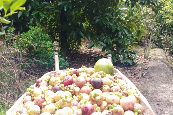 Măng cụt Lái Thiêu tăng giá trong mùa dịch