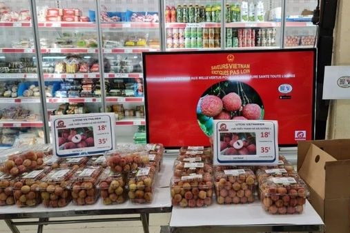 Trái vải Việt Nam "lấn sân" thị trường Pháp