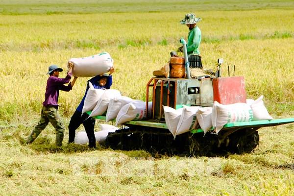 Cần Thơ bước vào vụ thu hoạch lúa Hè Thu năm 2021