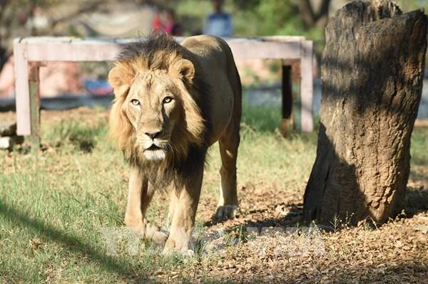 Thêm một trường hợp sư tử mắc COVID-19