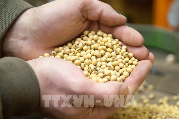 Trung Quốc ra điều kiện để nối lại nhập khẩu đậu tương của Mỹ