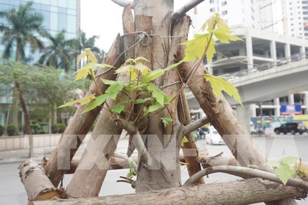 Hà Nội đánh chuyển, thu hồi 135 cây phong lá đỏ còn lại