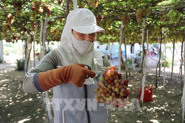 Ninh Thuận kết nối cung - cầu, mở rộng thị trường tiêu thụ