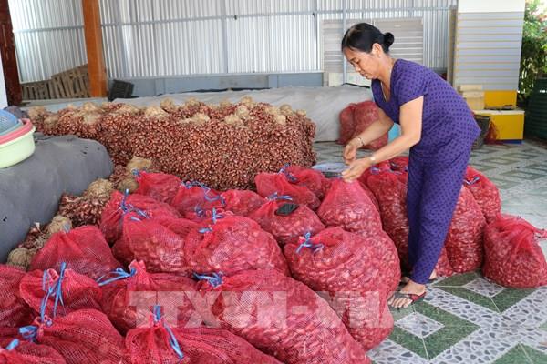 Dịch COVID-19: Nông sản chủ lực của Ninh Thuận gặp khó về đầu ra
