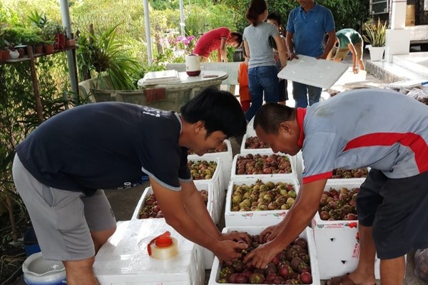 Măng cụt mất mùa, nông dân thất thu