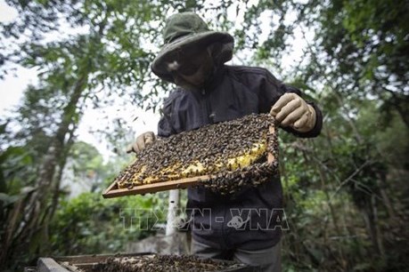 Bí kíp nuôi ong dú của lão nông dù bão số 12 đến không thiệt hại gì