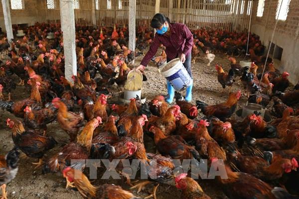 Cách nào tạo ra các sản phẩm chăn nuôi an toàn có chứng nhận?