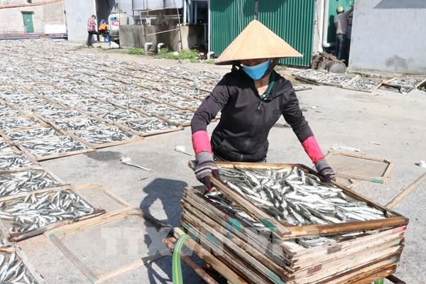 Ngư dân Quảng Trị được mùa cá nục