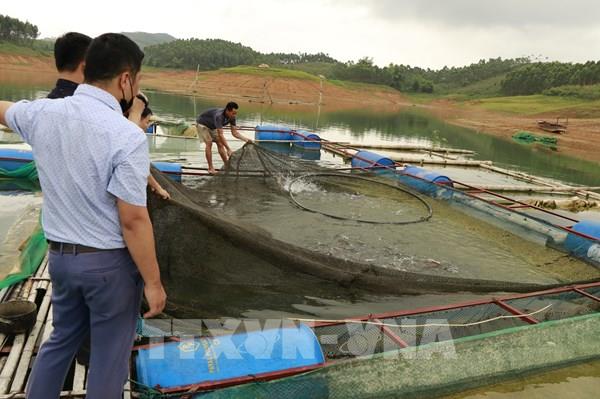  Phát triển nuôi cá đặc sản trên hồ Thác Bà