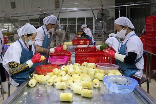 Xây dựng thương hiệu nông sản Việt tại Trung Quốc
