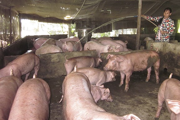 Cần Thơ: Khi đồng vốn chính sách sinh lợi