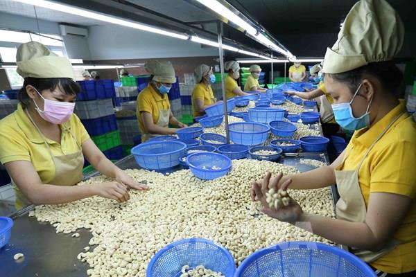 Thủ tướng chỉ đạo khẩn tháo gỡ khó khăn cho doanh nghiệp xuất khẩu điều sang châu Âu