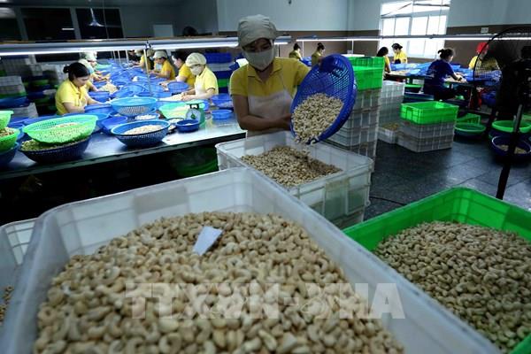 Làm gì để nâng cao chuỗi giá trị ngành điều?