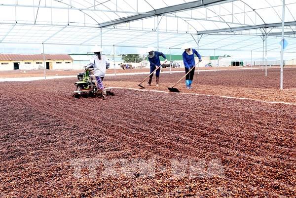 Thị trường cà phê thế giới: Giá cà phê Robusta biến động ngược chiều