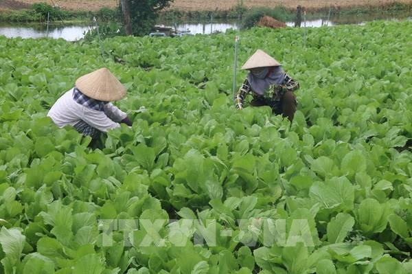 Tiền Giang chuyển đổi cây trồng thích ứng biến đổi khí hậu