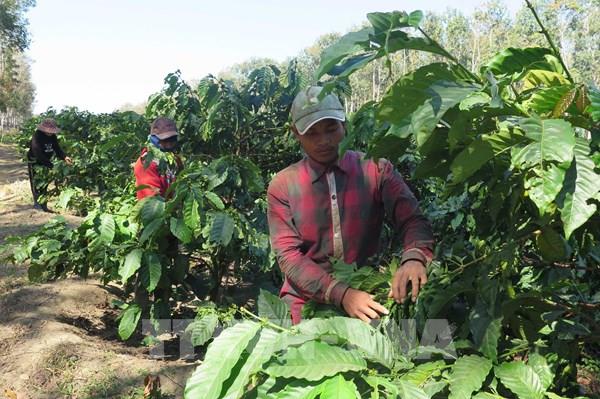 Kon Tum: HTX tìm đầu ra cho sản phẩm nông nghiệp
