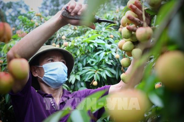 Quả vải Việt ở châu Âu -  Bài 2: Từ cơ quan thương vụ tới doanh nghiệp