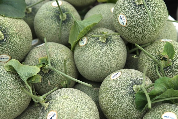 FLC FAM trao tặng 4 tấn dưa lưới cho người dân tại xã Vĩnh Thịnh