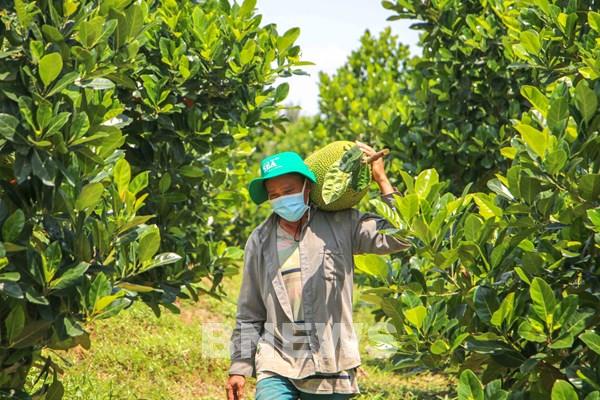 Quả ngọt từ chuyển đất lúa kém hiệu quả sang trồng cây ăn trái