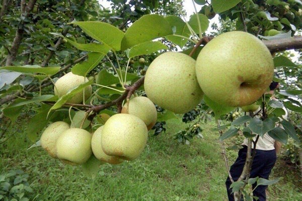 Nguồn thu đáng kể từ lê Bắc Hà