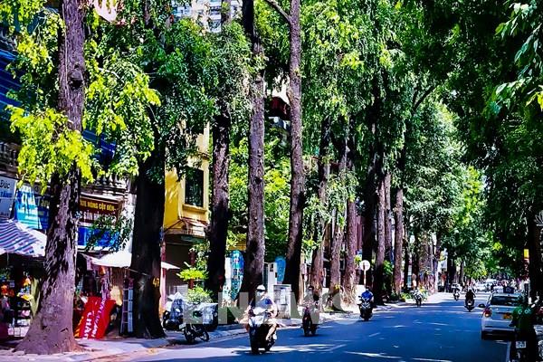 Những con đường phủ xanh bóng cây đẹp nhất Hà Nội